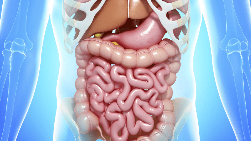 human stomach