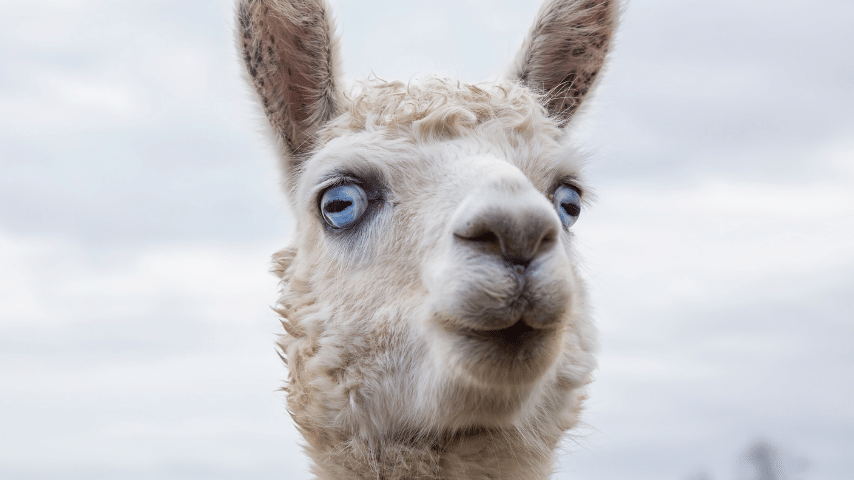 llamas Have Different Eye Colors
