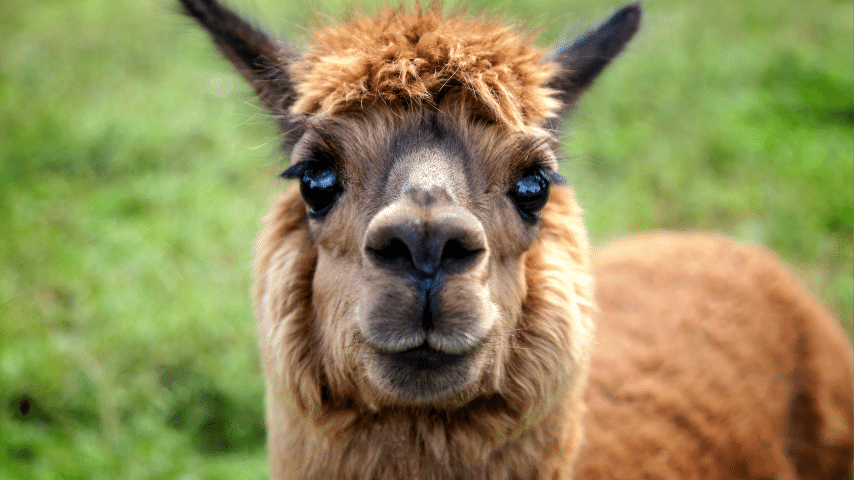 Llama Eyes Are Actually Slightly Smaller Than Other Ruminants