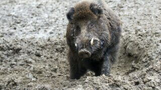 Wild boar in a clearing