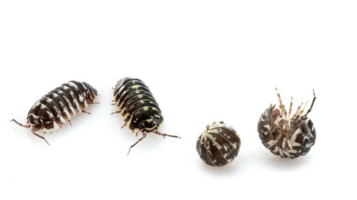 Isopods Behavior