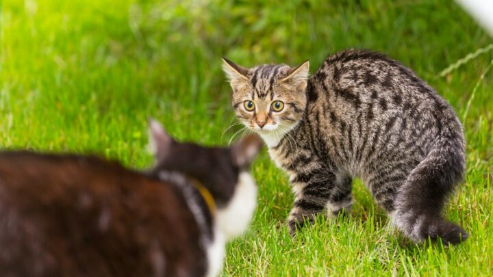 Cats May Bite to Communicate That the Grooming Routine Is Over