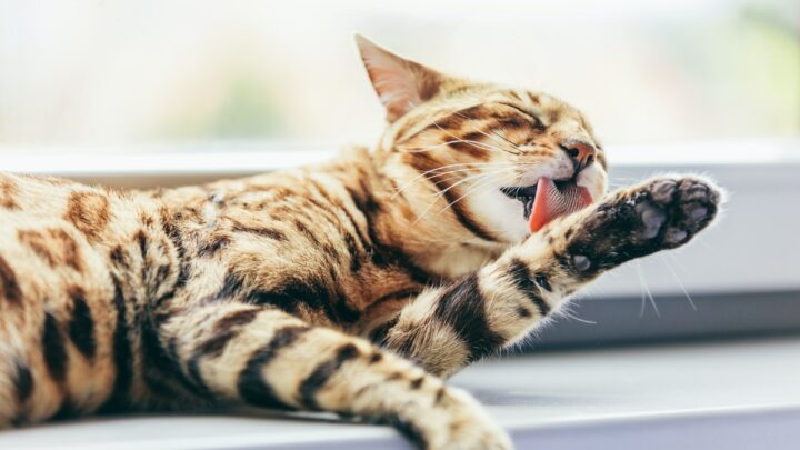 Cat grooming himself cleaning his fur