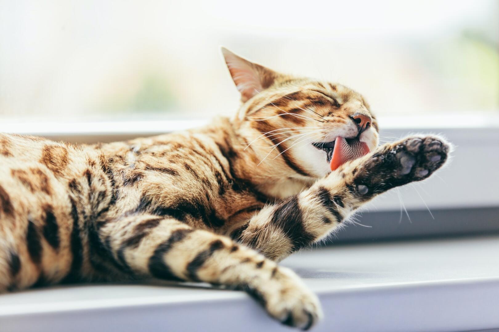 Cat grooming himself cleaning his fur