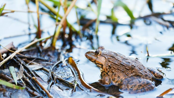 Frogs can absorb oxygen with their skin