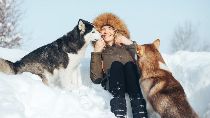 Happy young girl hugging red and black huskies in winter