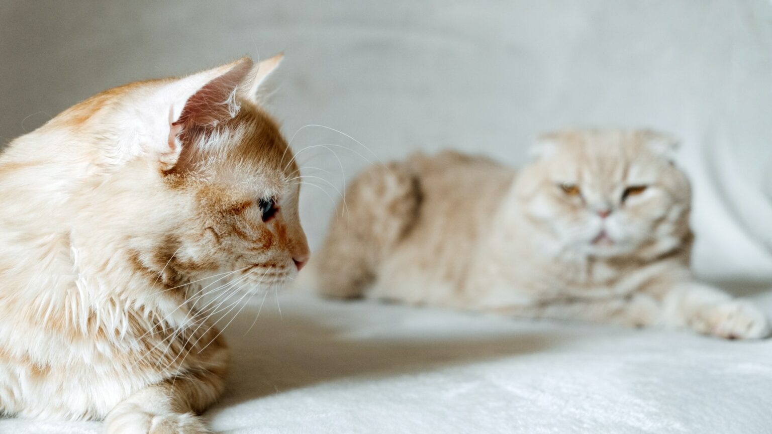 3 Best Reasons Why Cats Groom Each Other and then Bite