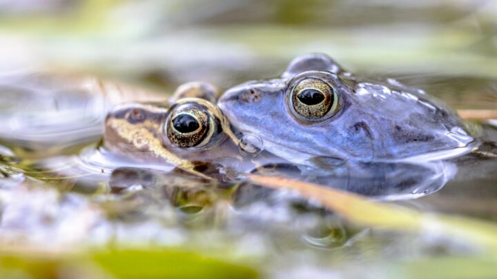 How Long Frogs Can Stay Underwater