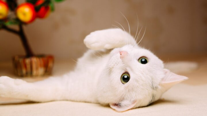 Playful white cat lying belly up
