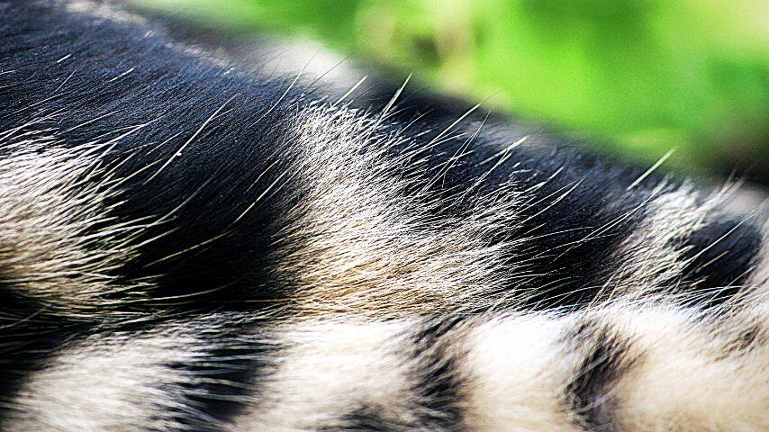 A cat's skin is highly sensitive, making it more prone to damage A cat's skin is highly sensitive, making it more prone to damage