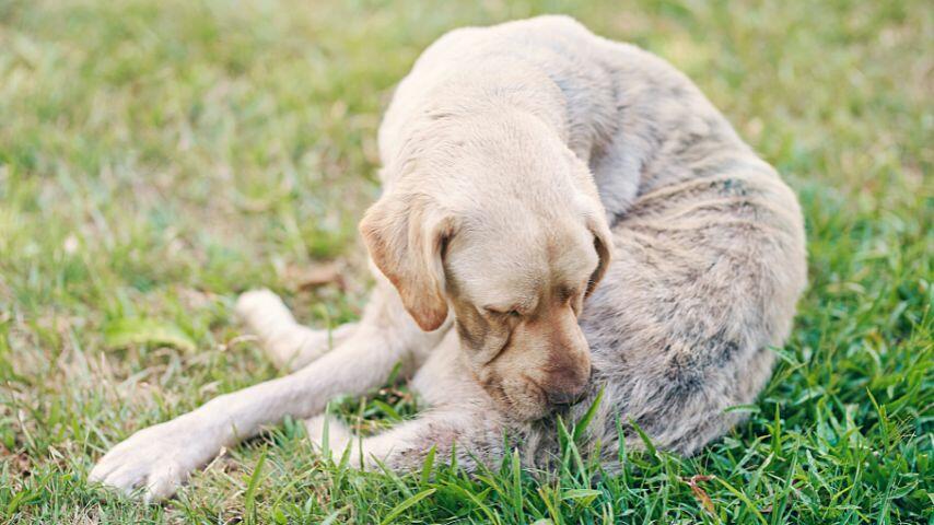 A dog can't properly clean its nipples if they are inverted as their tongue is too large to fit inside the hole