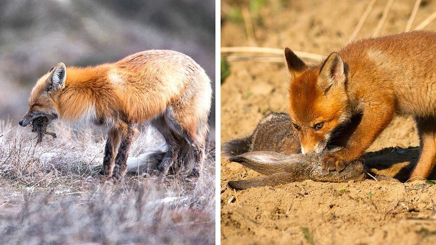 A fox's staple diet includes rodents like squirrels and rabbits