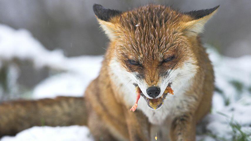 A red fox puts the entire egg in its mouth and crushes it to be able to enjoy its contents