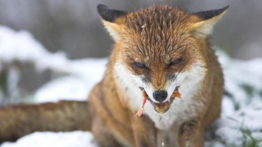 What Do Red Foxes Eat? A Surprising Variety – animalfoodplanet