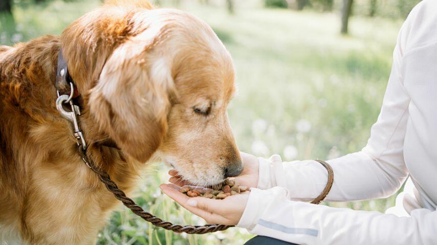 As the cans and bags of dog food become more expensive, you may be wondering if it's a good idea to supplement with organ meats when feeding your dog