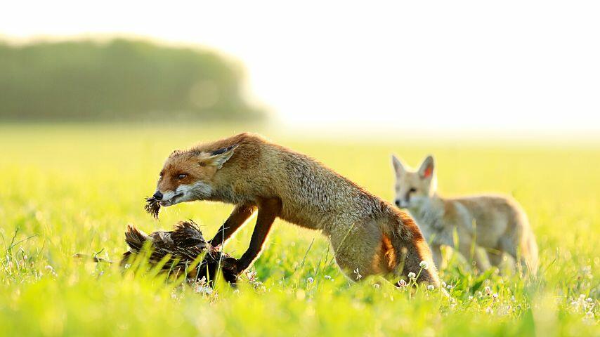 Adult foxes don't hunt birds for personal consumption; they go after them to feed their cubs