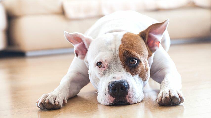 Another option when you need to pickup someone from the airport is to leave your dog at home Another option when you need to pickup someone from the airport is to leave your dog at home