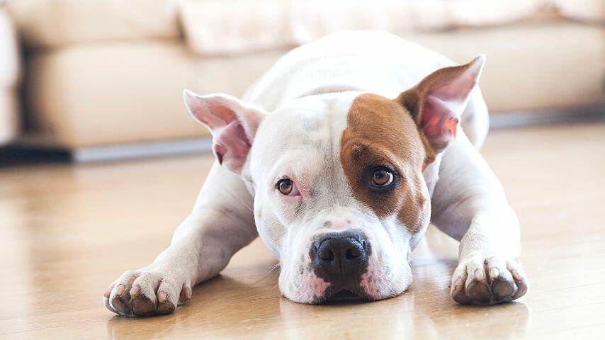 Another option when you need to pickup someone from the airport is to leave your dog at home