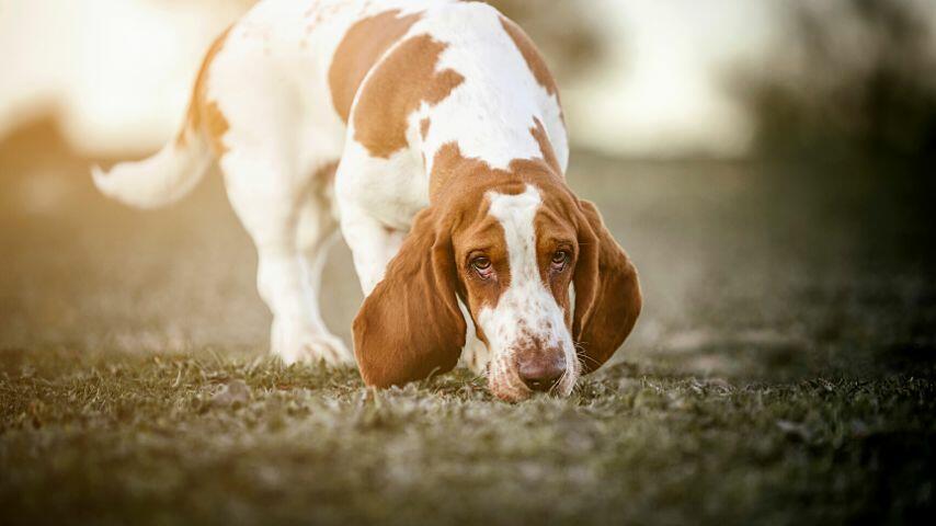 As dogs love to sniff around, they have a tendency to injure their lips, causing a change in pigmentation to pink