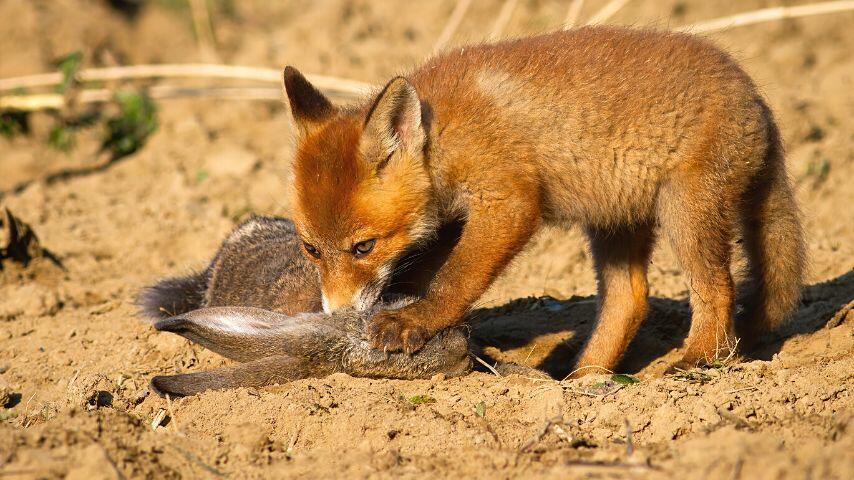 As hunting birds can be time-consuming, foxes focus on hunting down rabbits and gerbils as they're smaller than them