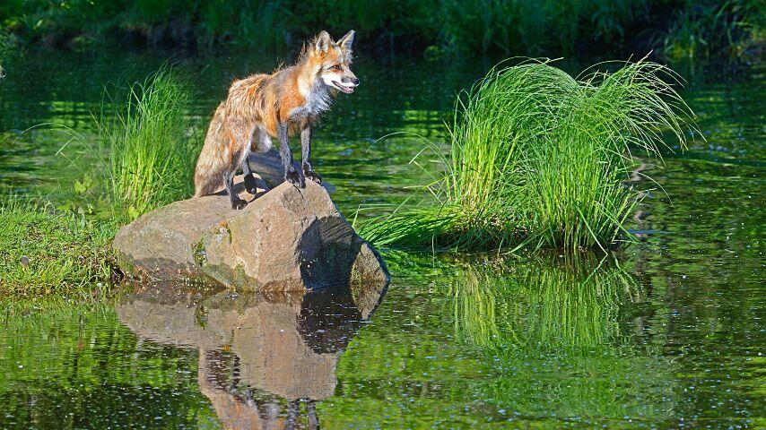 As omnivores, foxes are willing to go into bodies of water to search for a nice meal