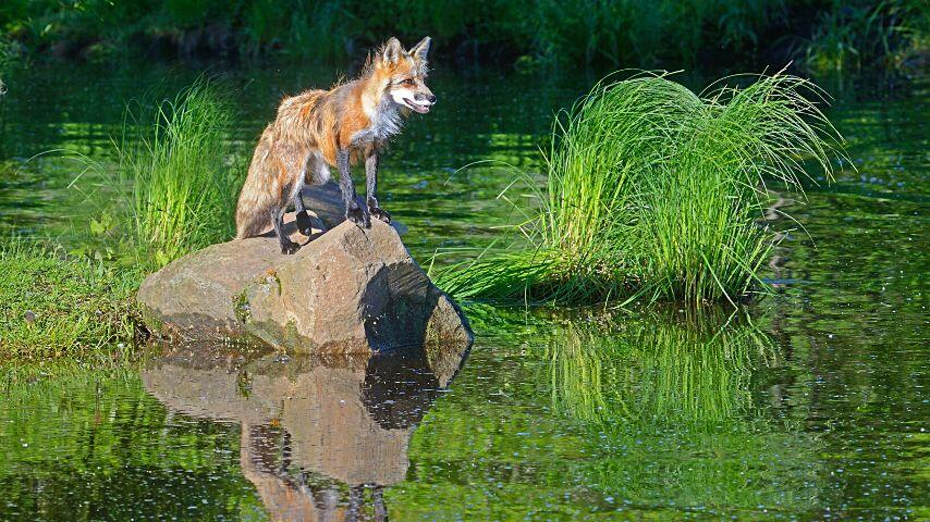 As omnivores, foxes are willing to go into bodies of water to search for a nice meal As omnivores, foxes are willing to go into bodies of water to search for a nice meal