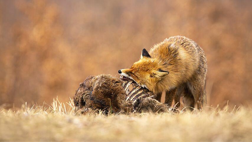 As red foxes are also scavengers, they're willing to eat a carcass left behind by the larger predators As red foxes are also scavengers, they're willing to eat a carcass left behind by the larger predators