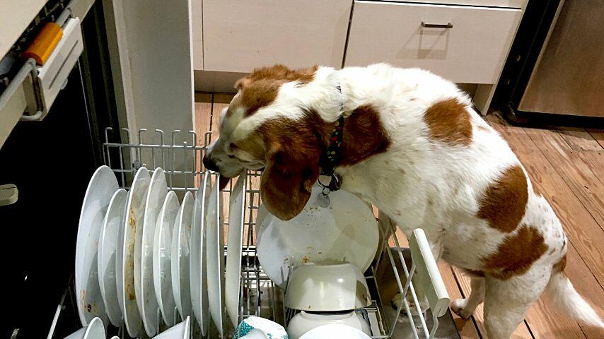 As your dogs are naturally curious, they can accidentally sniff and eat broken glass As your dogs are naturally curious, they can accidentally sniff and eat broken glass