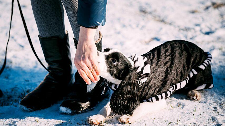 As your dogs don't hold a grudge, they won't change the way they interact with you after hitting them