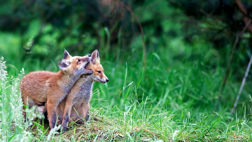 Aside from being known for their hunting prowess, it's worth mentioning that there is a vast number of fox breeds in the wild Aside from being known for their hunting prowess, it's worth mentioning that there is a vast number of fox breeds in the wild