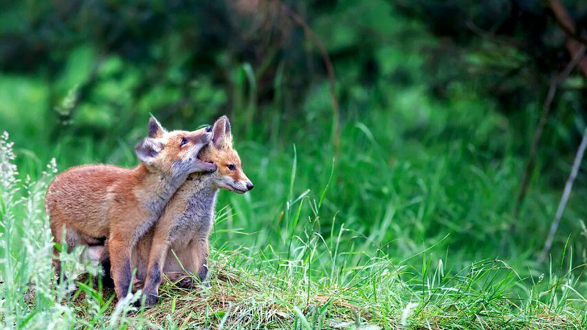 Aside from being known for their hunting prowess, it's worth mentioning that there is a vast number of fox breeds in the wild