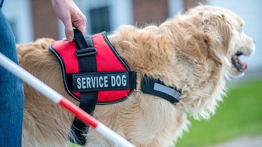 Before service dogs can be tested for government registration, they need to be trained by government-recognized organizations or the owner Before service dogs can be tested for government registration, they need to be trained by government-recognized organizations or the owner