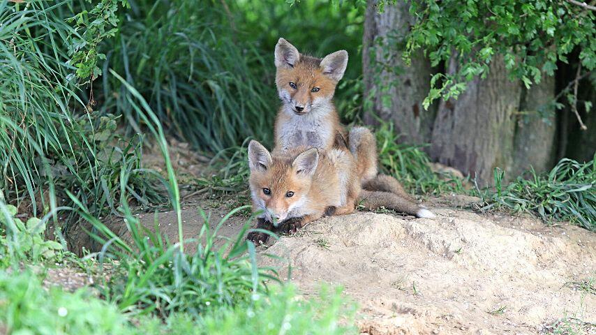 Baby foxes ages two to five months old now go out of the den to play