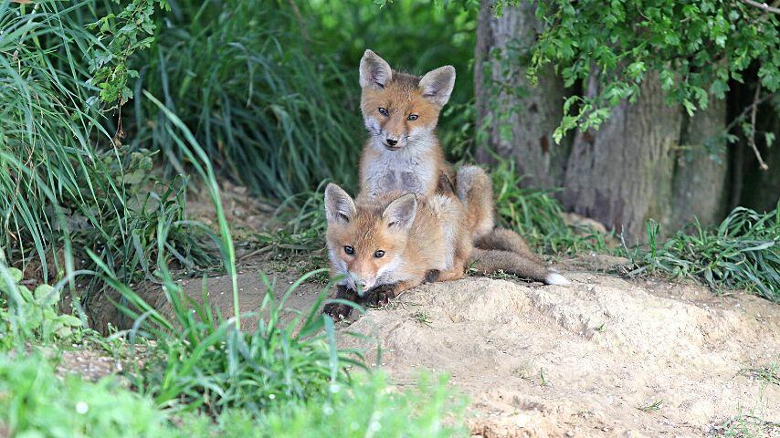 Baby foxes ages two to five months old now go out of the den to play Baby foxes ages two to five months old now go out of the den to play