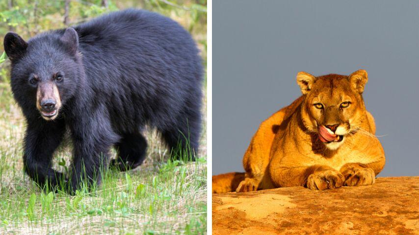 Bears and mountain lions prey on foxes, hence the need for foxes to have sharp teeth Bears and mountain lions prey on foxes, hence the need for foxes to have sharp teeth