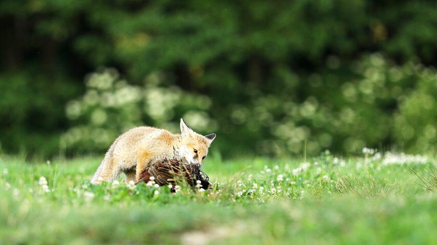 Birds make up a good chunk of the fox's diet, hence, they'll prey on wild birds without hesitation