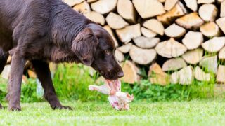 Can Dogs Eat Raw Chicken Gizzards?