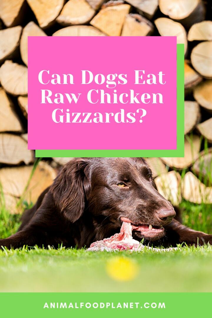 Can Dogs Eat Raw Chicken Gizzards?