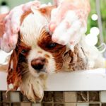 Can I Use Cat Shampoo on My Dog?