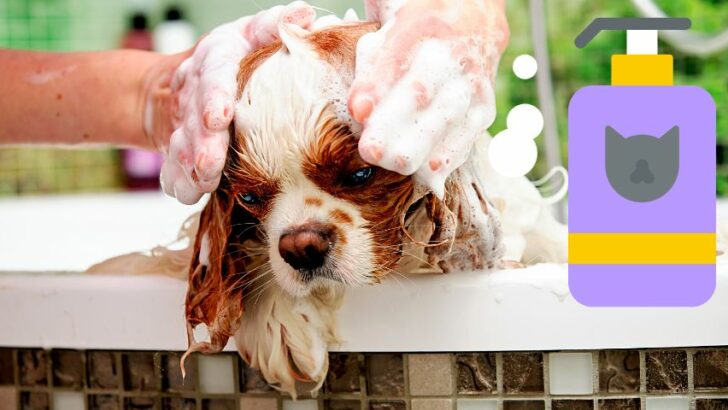 Can I Use Cat Shampoo on My Dog? Here’s the Answer!