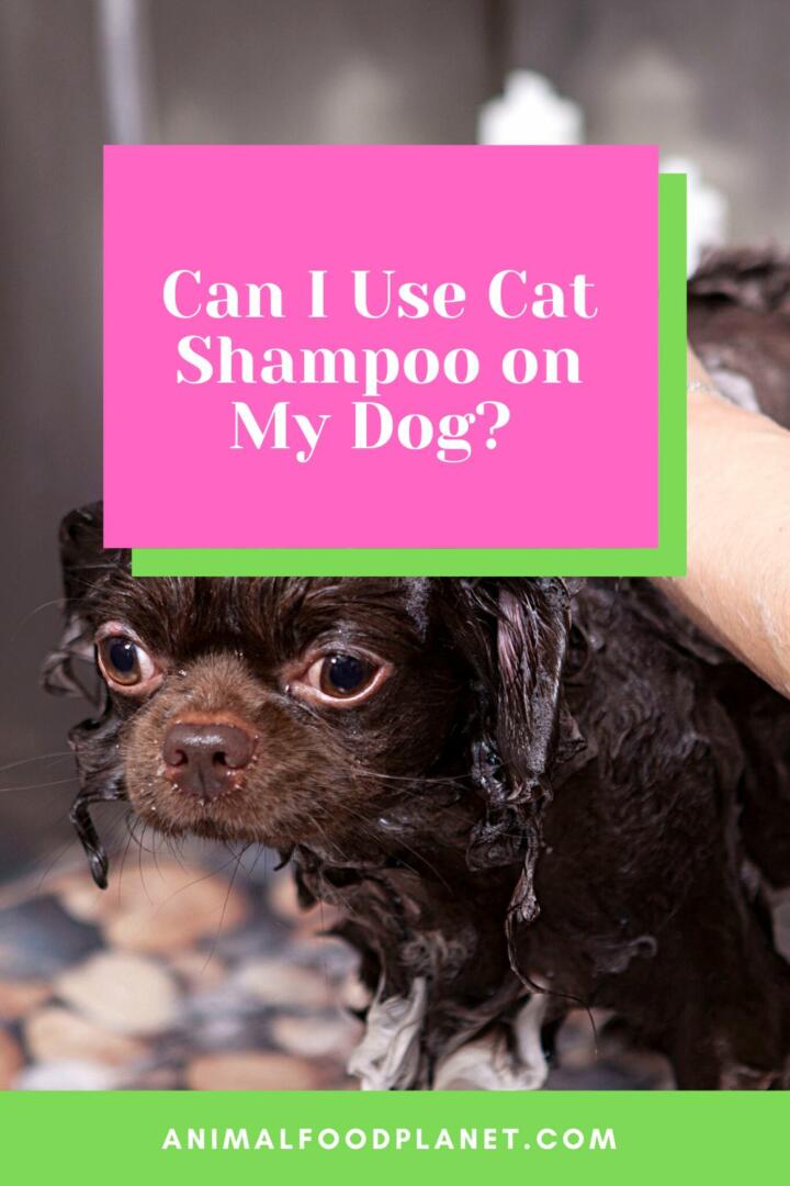 Can I Use Cat Shampoo on My Dog?