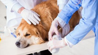 Can You Use Liquid Bandage On Dogs?