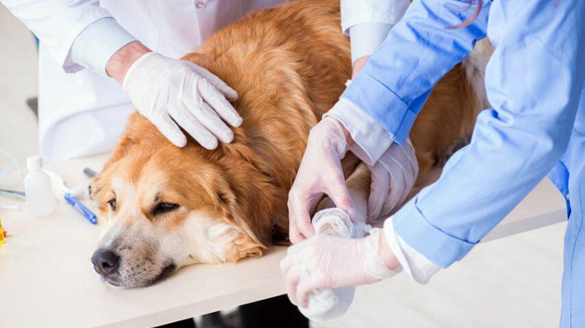 Can You Use Liquid Bandage On Dogs