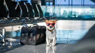 Can you Bring a Dog to the Airport to Pick Someone Up?