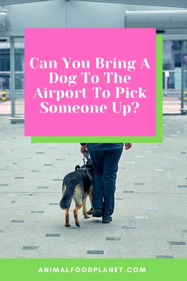 Can you Bring a Dog to the Airport to Pick Someone Up?