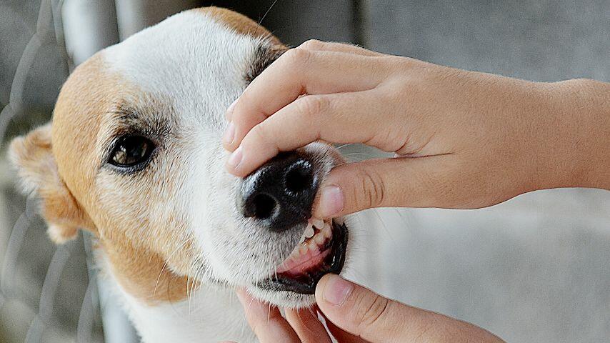 Check your dog's mouth if there are any cuts or signs of bleeding in it after it eats glass
