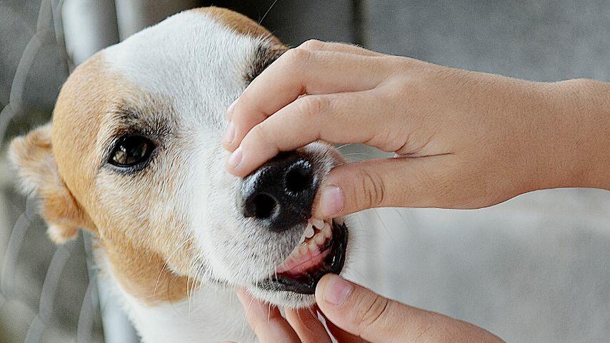 Check your dog's mouth if there are any cuts or signs of bleeding in it after it eats glass Check your dog's mouth if there are any cuts or signs of bleeding in it after it eats glass