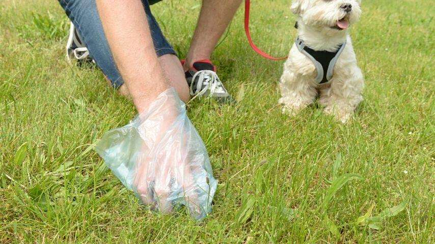 Check your dog's poop for any signs of the glass 