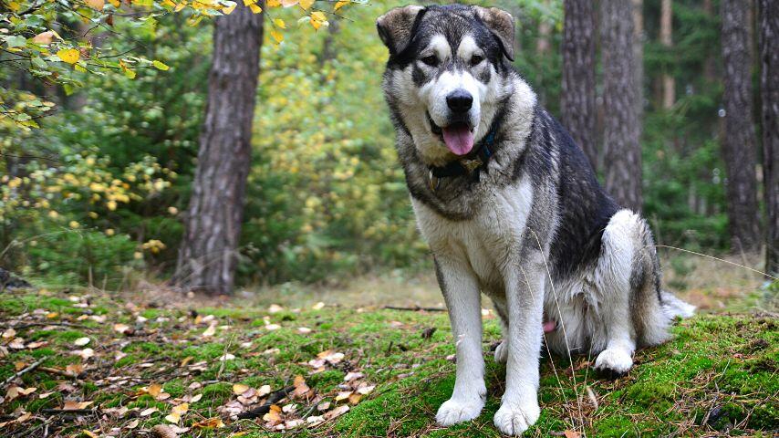 Chicken hearts can provide the load of protein that big dogs need for them to be healthy