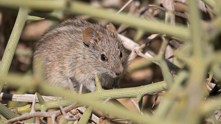 Desert animals like the desert mouse source their water from plants